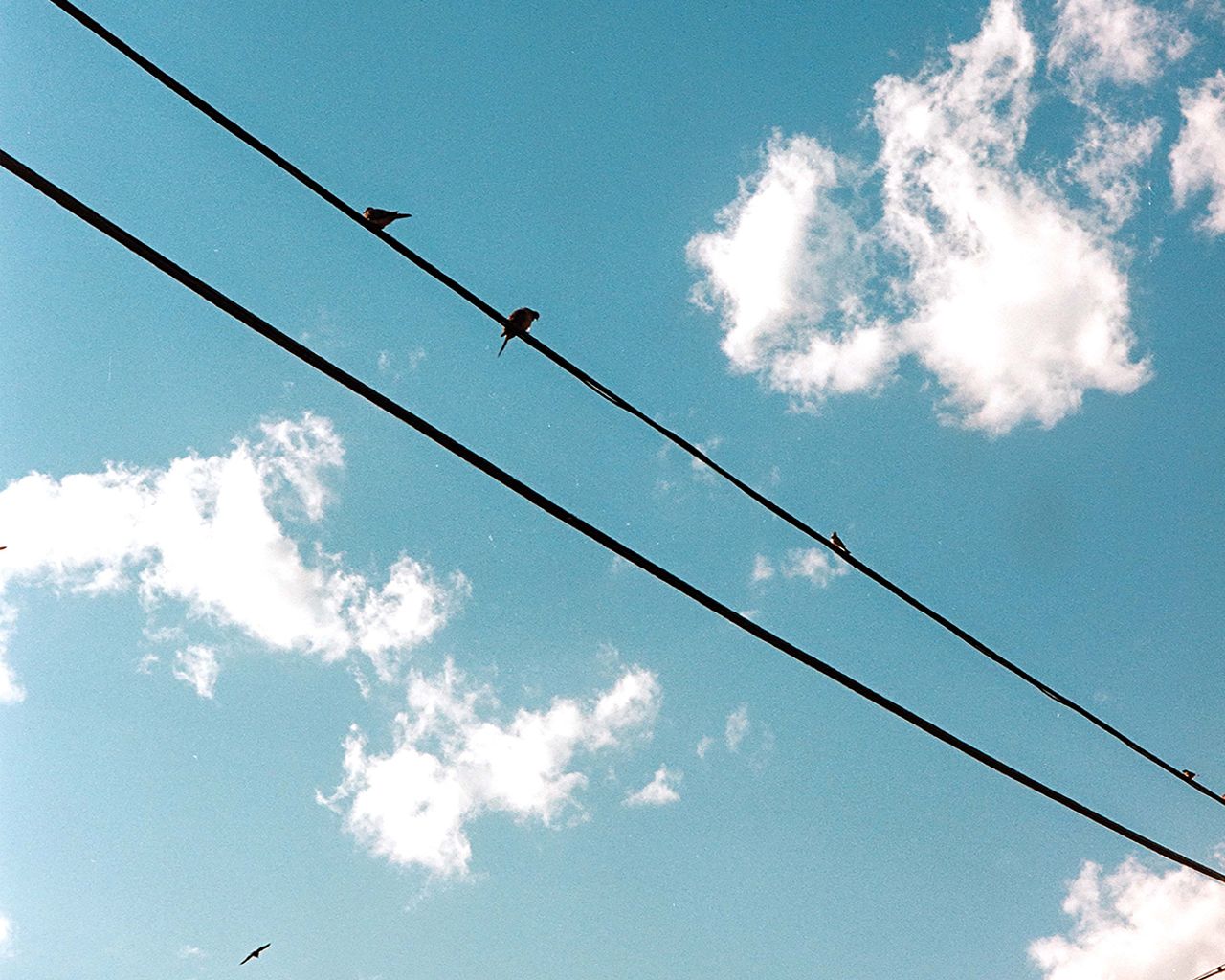 Birds Square