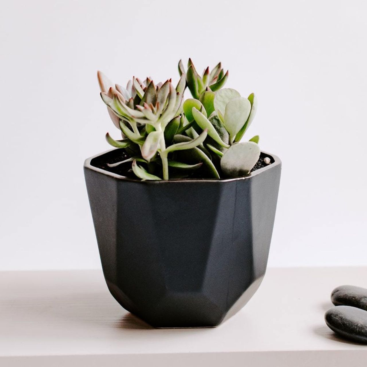 Ao Origami Succulent