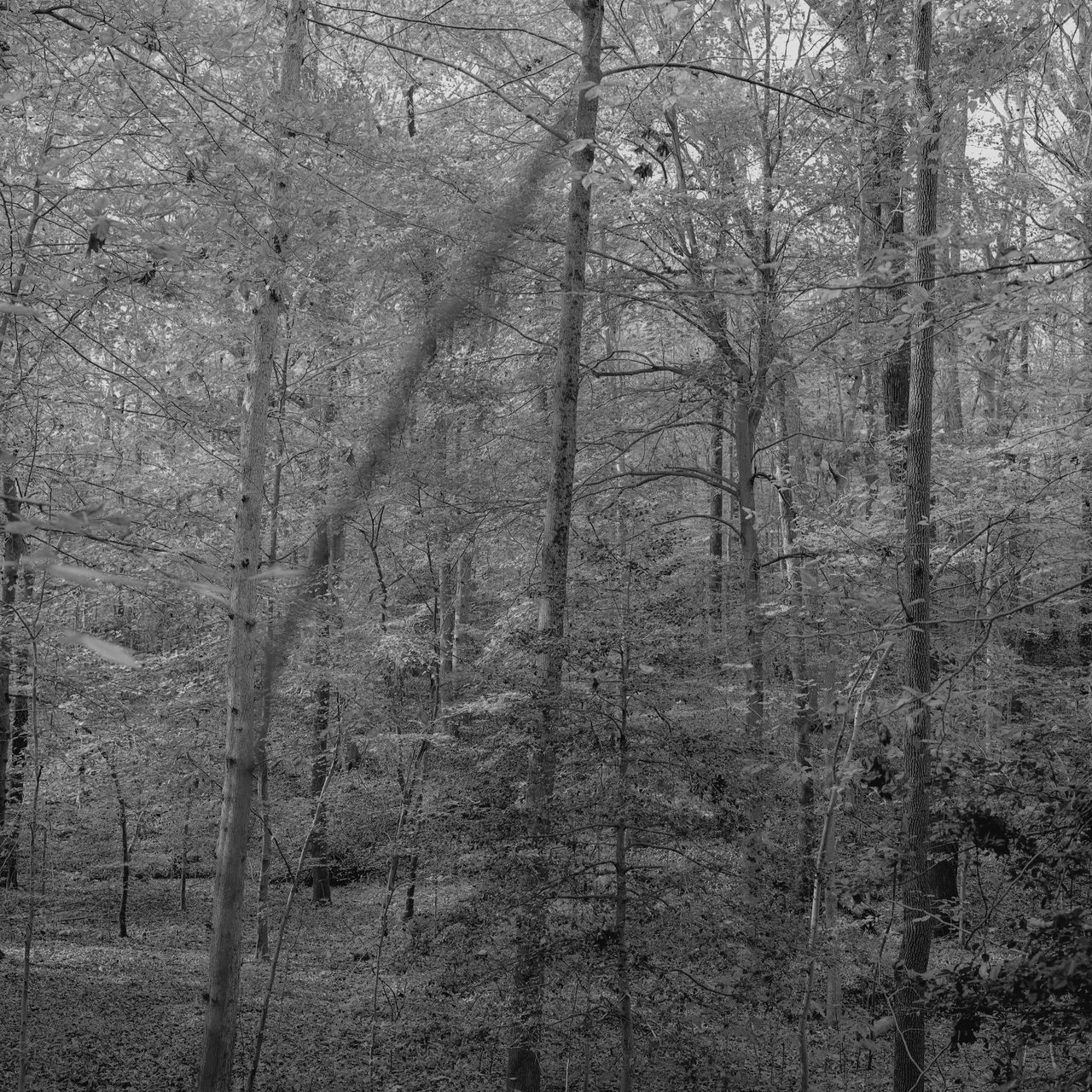 Fuji Acros10020211201 13551137 24 positive 2