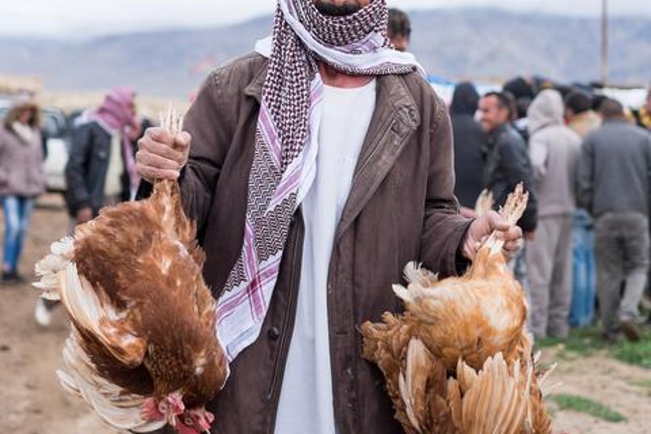 Plcchickens
