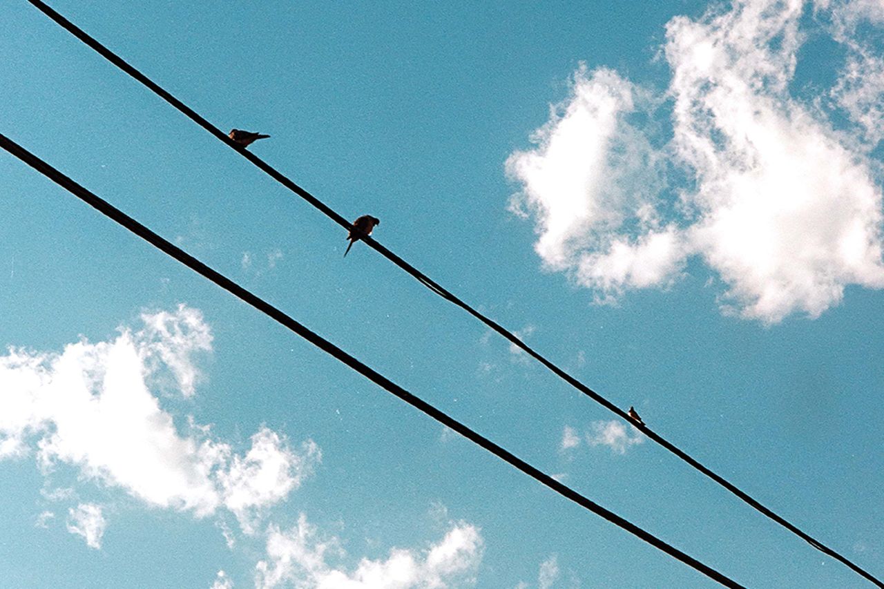 Birds copy